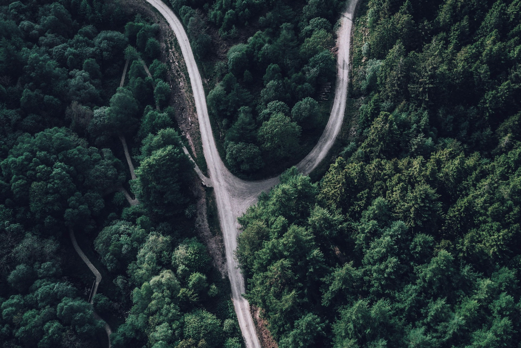 Top view photography of forest